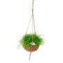 Rhipsalis Cassutha 'Oasis'